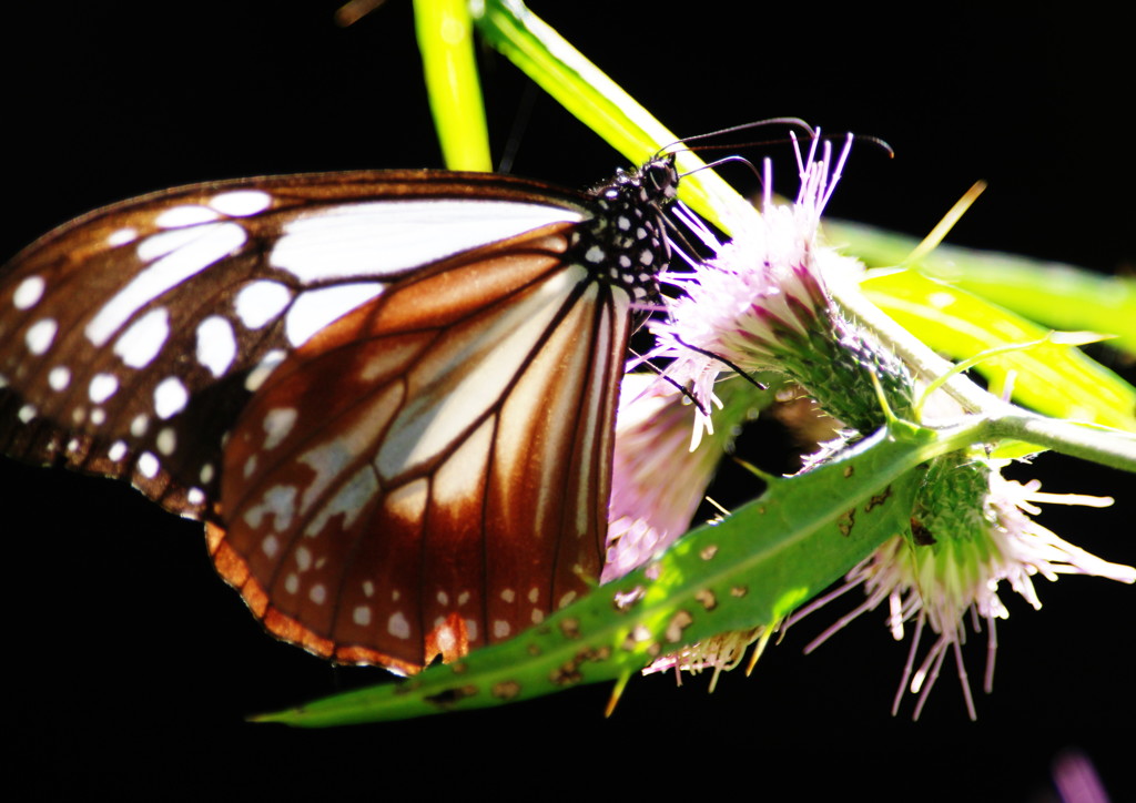 虫達を追って　アサギマダラ　Ⅱ