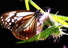 虫達を追って　アサギマダラ　Ⅱ