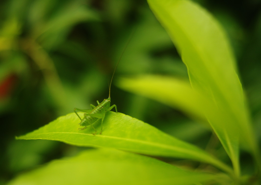 春色　バッタ　Ⅱ