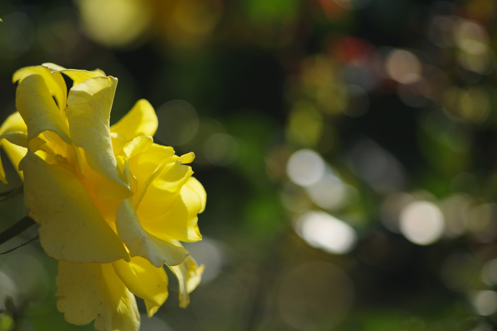 千秋楽　バラ  Ⅱ