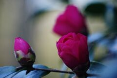 燐春　ワビスケ