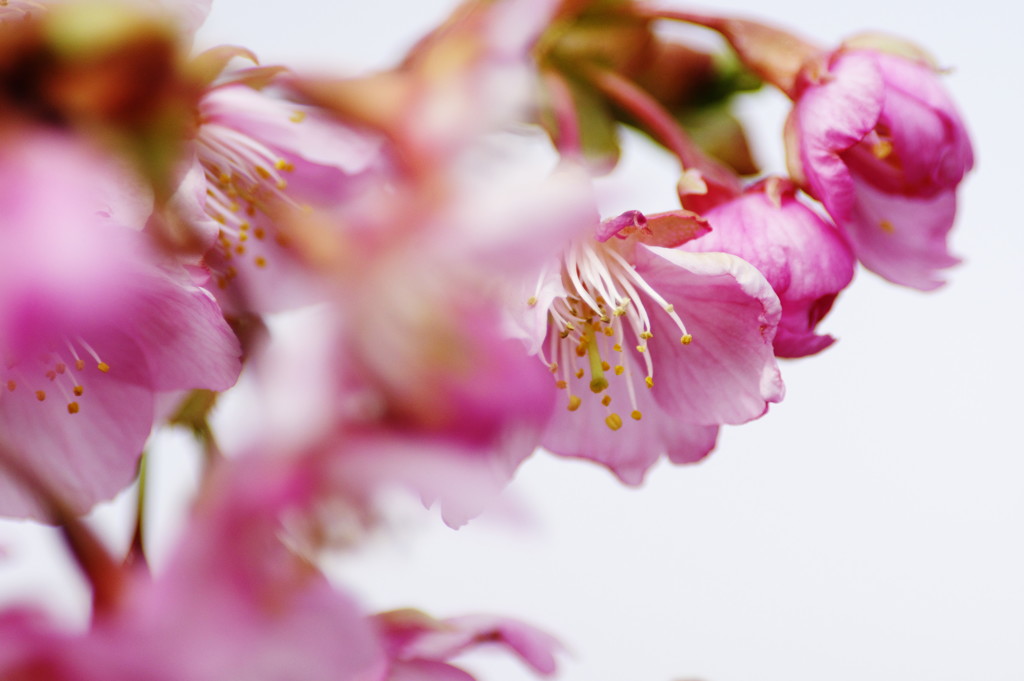 春を探して　河津桜　Ⅱ