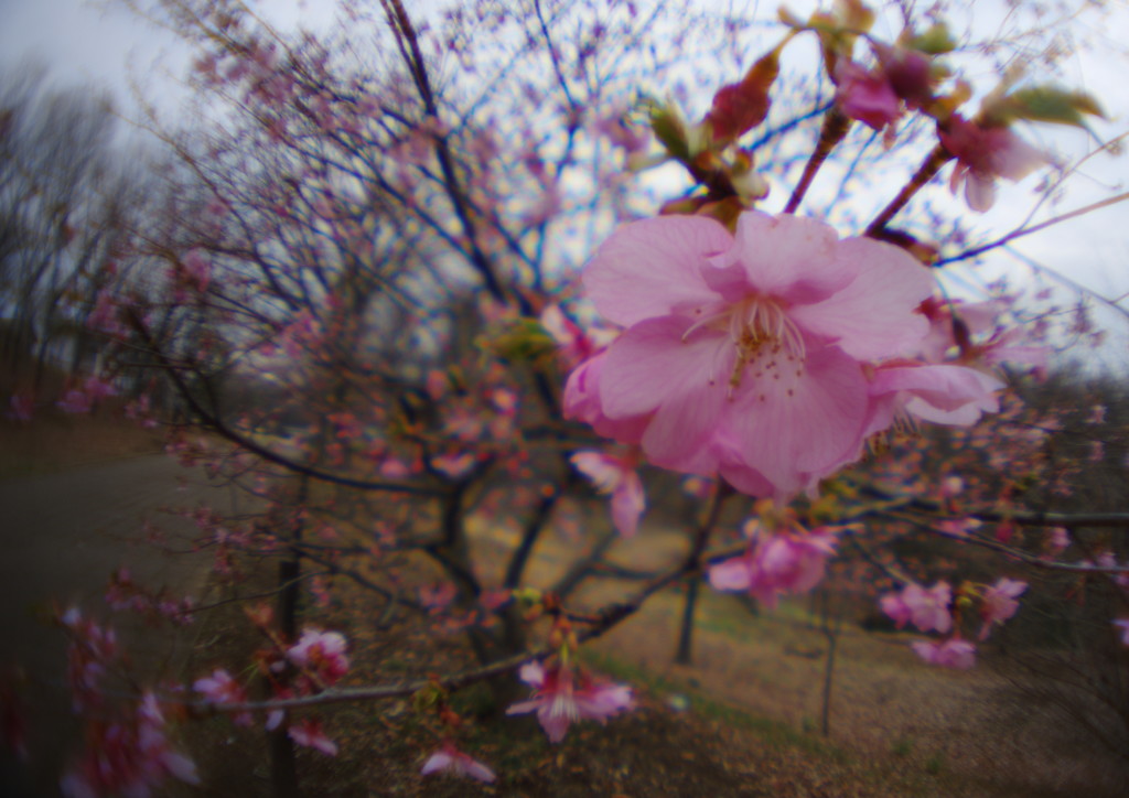 春光　桜