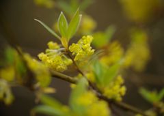 春風　クロモジ