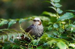 野鳥を探して　ヒヨドリ