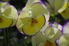 中春　パンジー