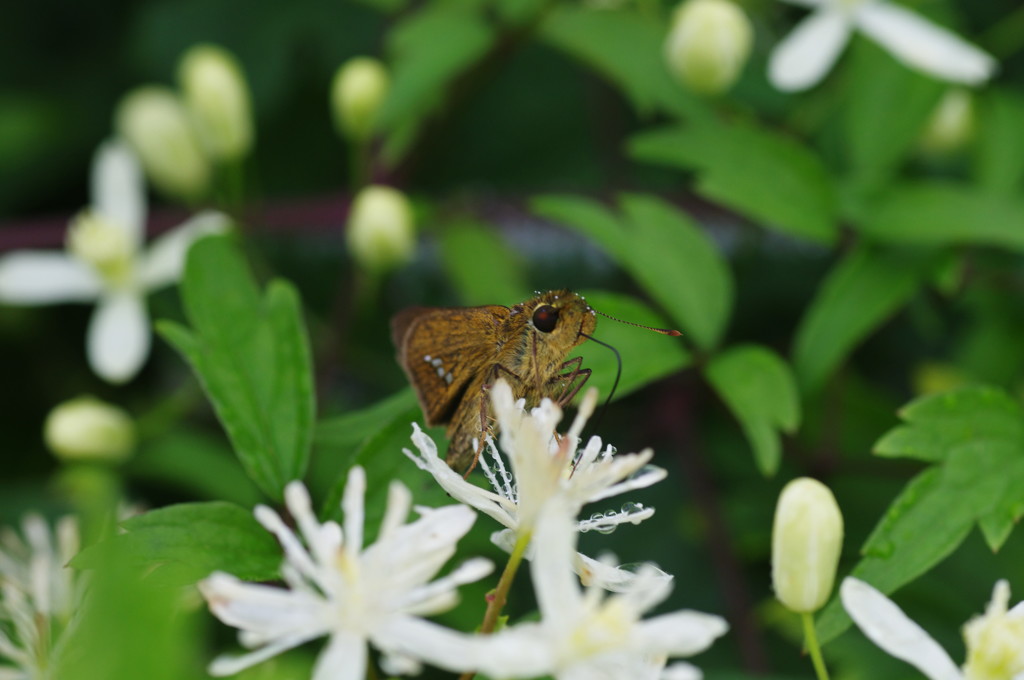 小さな虫達　セセリチョウ