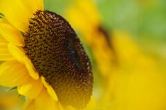 蝉鳴く　ヒマワリ