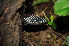 秋思　ゴマダラチョウ