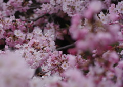 春を探して　枝垂桜