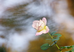 秋を探して　秋薔薇　Ⅲ