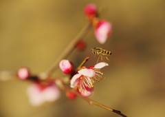 仲春　梅にアブ