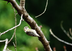 野鳥を探して　コゲラ