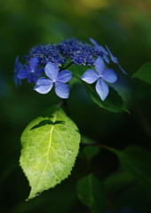立夏　アジサイ　Ⅱ