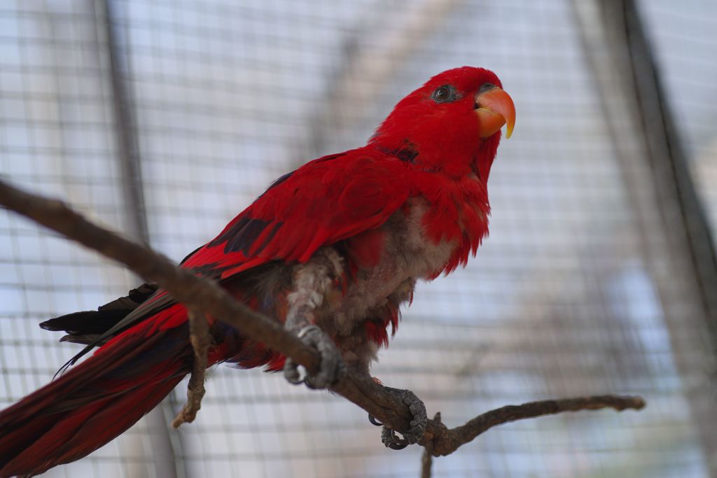 初春　インコ　Ⅱ