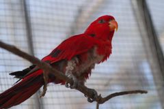 初春　インコ　Ⅱ