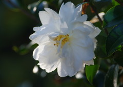 秋を探して　サザンカ　Ⅱ