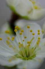 春を探して　白梅　Ⅲ