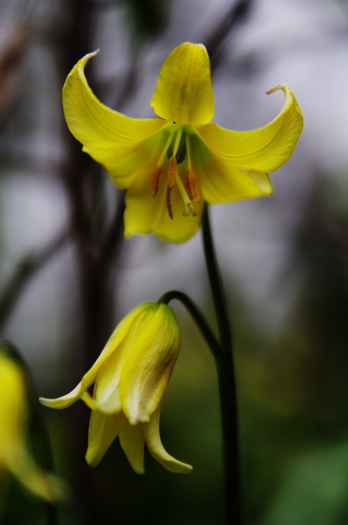 春爛漫　黄花カタクリ　３