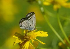 行秋　シジミチョウ