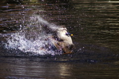 野鳥を追って　鴨