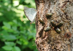花と虫達　カナブン達
