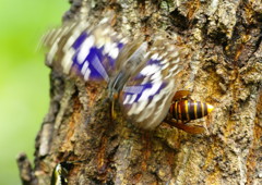 花と虫達　オオムラサキ　完