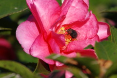 冬を探して　山茶花　Ⅱ