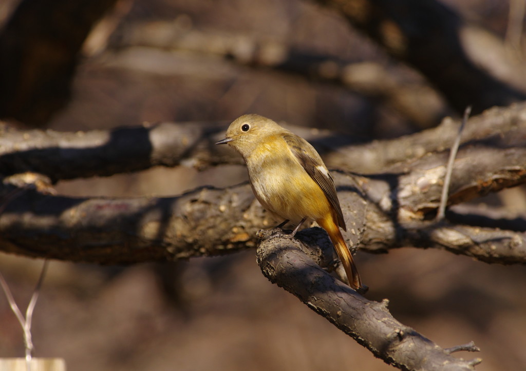 野鳥を追って　ジョウビタキ　Ⅱ