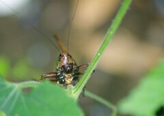 青楓　バッタ？