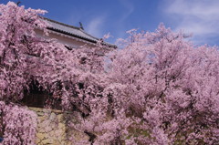 旅写真　上田城