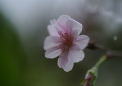行秋　十月桜