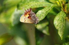 春爛漫　シジミチョウ　？