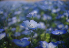 春色　ネモフィラ