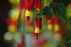 清涼　花の名？