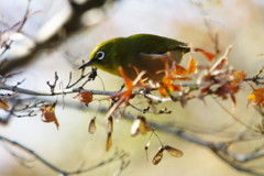 野鳥を探して　メジロ