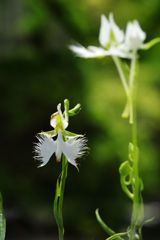 晩夏　サギソウ