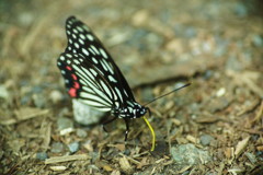 花と虫達　マダラチョウ？