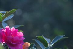 小春　サザンカ