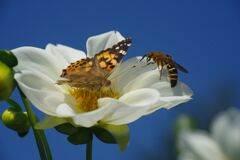 落日　タテハチョウ