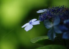 万緑　アジサイ