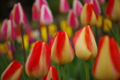 春風　チューリップ