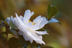 秋を探して　サザンカ　Ⅲ