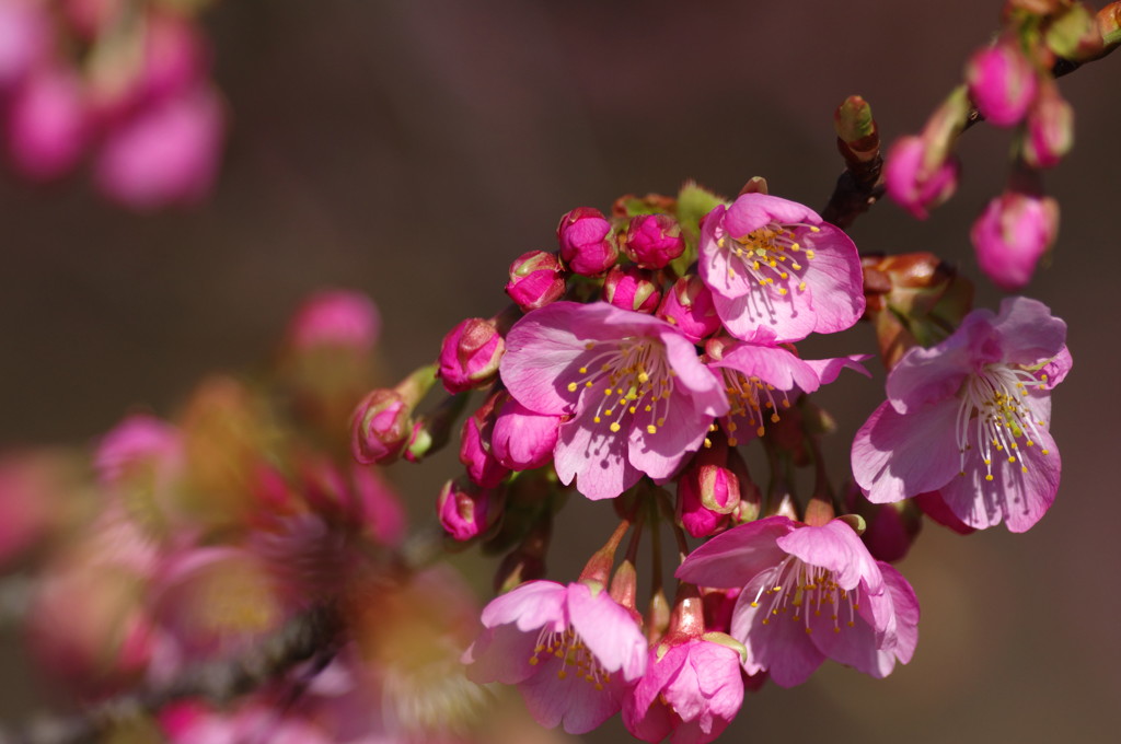 春を探して　河津桜