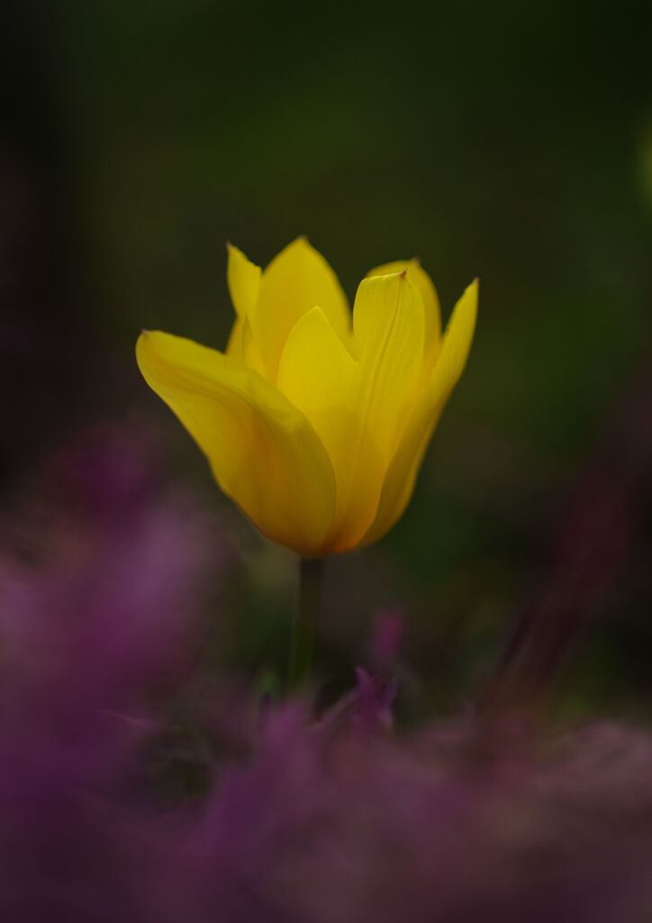 晩春　チュウリップ