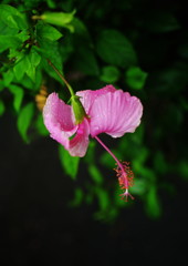 季夏　ハイビスカス　Ⅱ