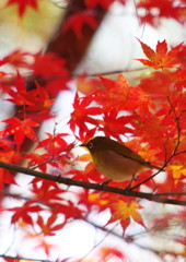 野鳥を探して　メジロ