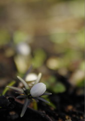 節分草　