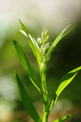 春の息吹　銀蘭