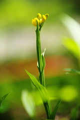 春を探して　キンラン